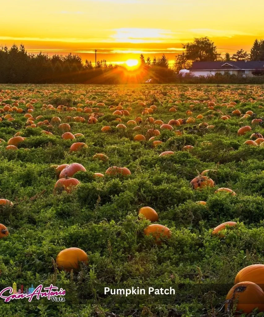 Pumpkin Patch